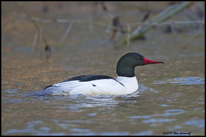 _0SB6505 common merganser drake.jpg